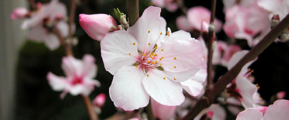 アーモンドの花